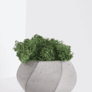 Button Fern